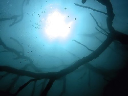 Underwater tree in winter. by Sylvain Kuster 